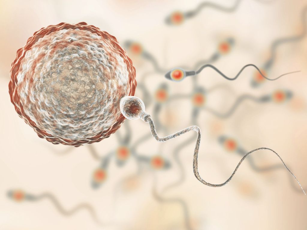 Komórka jajowa i plemniki podczas zapłodnienia